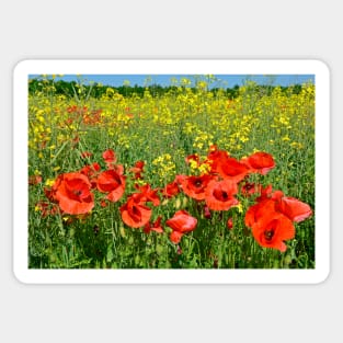 Poppies Sticker